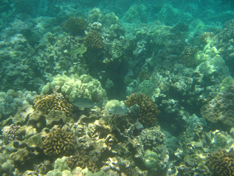 Mauna-Kea-Beach-Snorkeling-Kohala-Coast-Big-Island-Hawaii-075