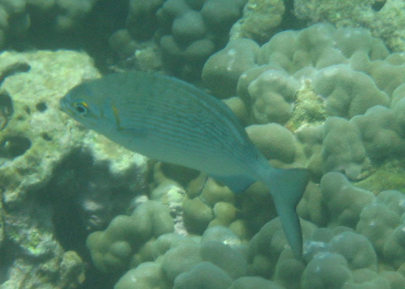 Mauna-Kea-Beach-Snorkeling-Kohala-Coast-Big-Island-Hawaii-076
