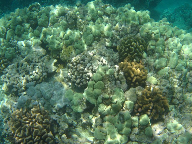 Mauna-Kea-Beach-Snorkeling-Kohala-Coast-Big-Island-Hawaii-077