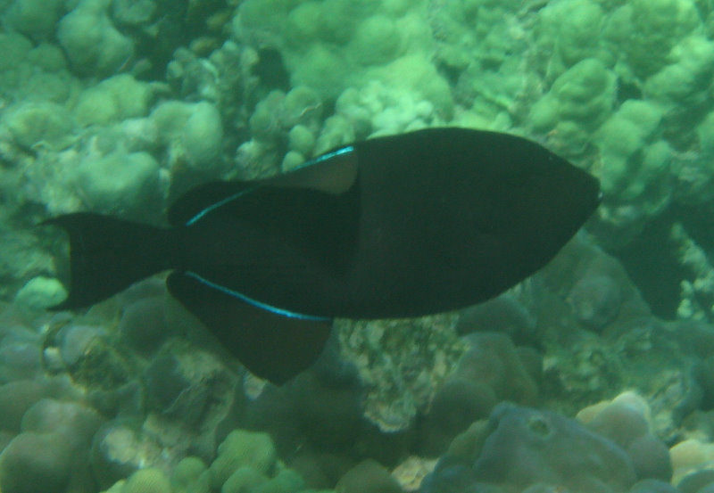 Mauna-Kea-Beach-Snorkeling-Kohala-Coast-Big-Island-Hawaii-078