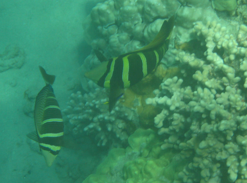 Mauna-Kea-Beach-Snorkeling-Kohala-Coast-Big-Island-Hawaii-079