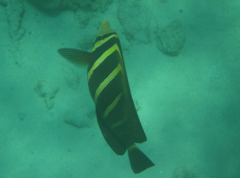 Mauna-Kea-Beach-Snorkeling-Kohala-Coast-Big-Island-Hawaii-080