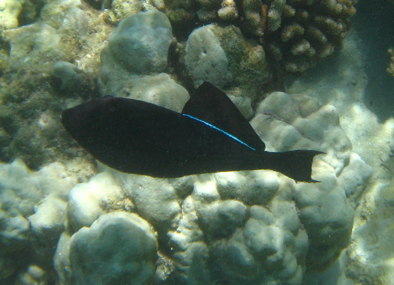 Mauna-Kea-Beach-Snorkeling-Kohala-Coast-Big-Island-Hawaii-081