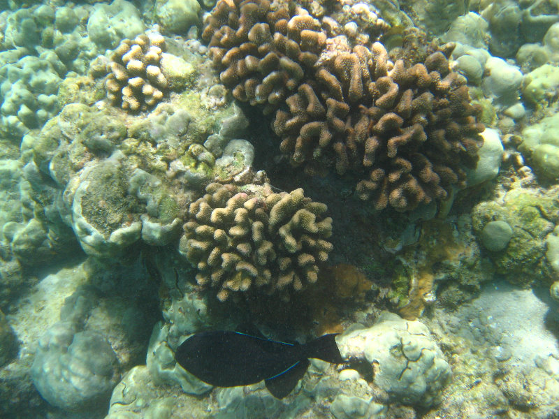 Mauna-Kea-Beach-Snorkeling-Kohala-Coast-Big-Island-Hawaii-082