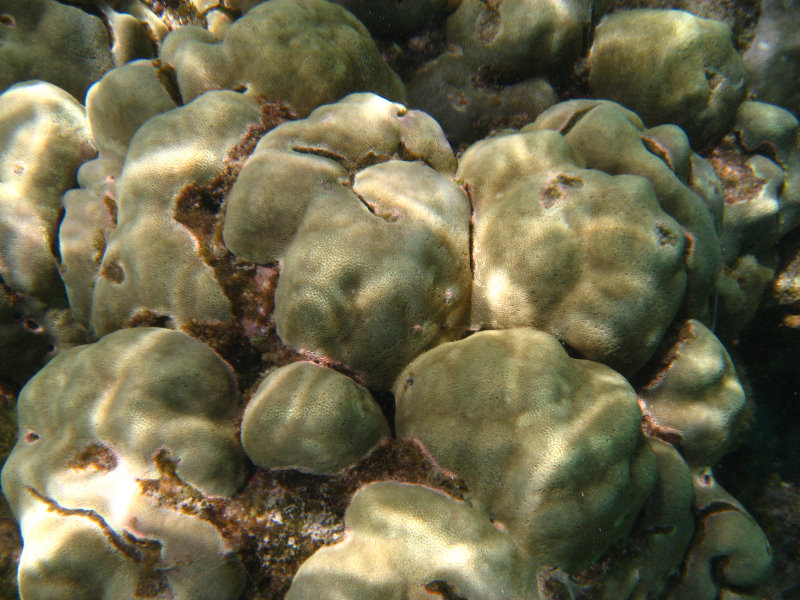 Mauna-Kea-Beach-Snorkeling-Kohala-Coast-Big-Island-Hawaii-083