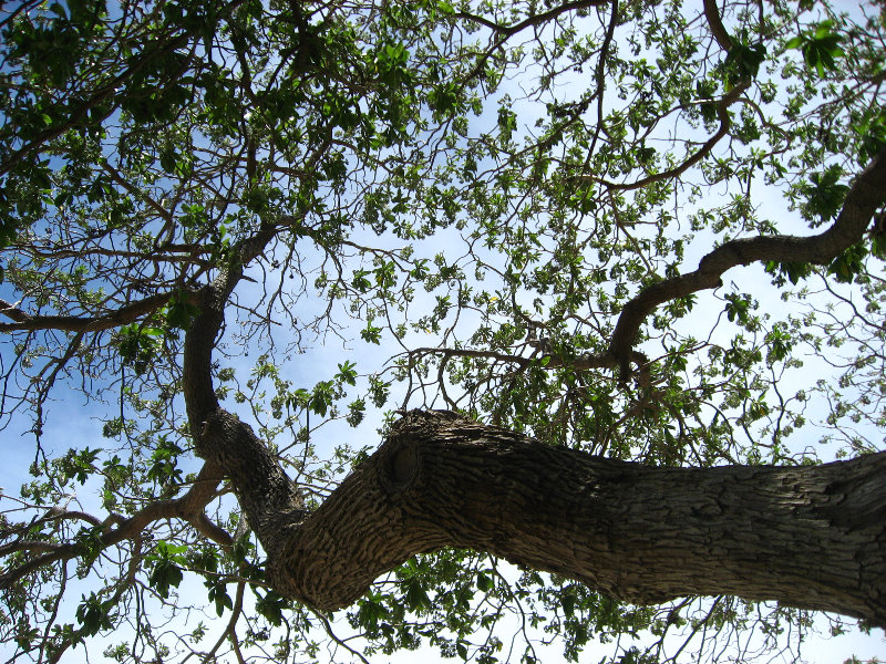 Mauna-Kea-Beach-Snorkeling-Kohala-Coast-Big-Island-Hawaii-088