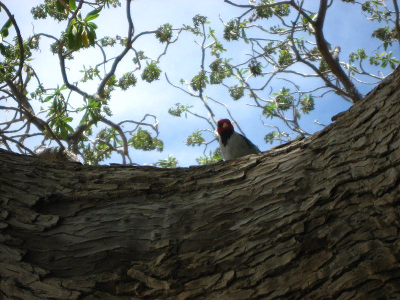 Mauna-Kea-Beach-Snorkeling-Kohala-Coast-Big-Island-Hawaii-089