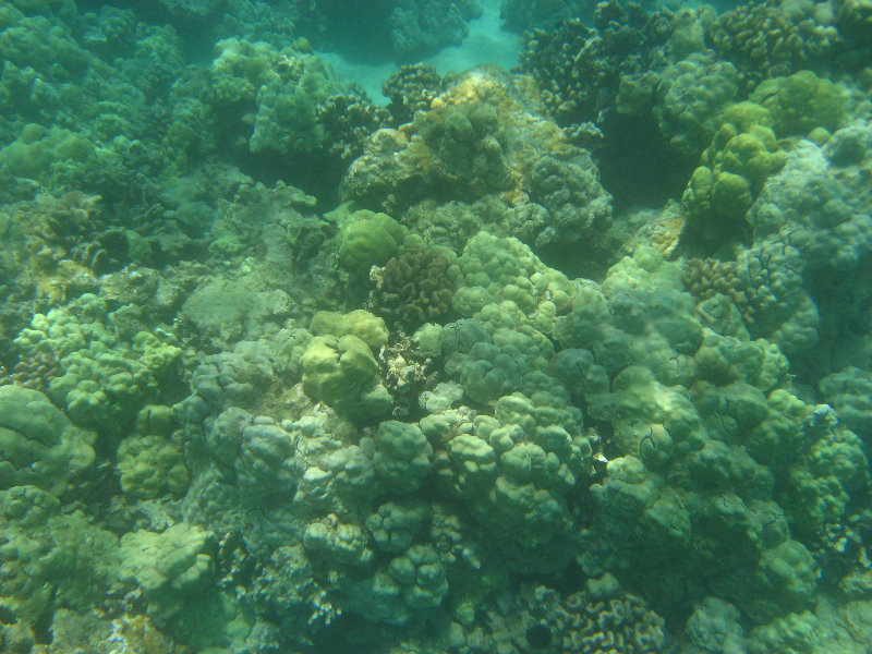 Mauna-Kea-Beach-Snorkeling-Kohala-Coast-Big-Island-Hawaii-092