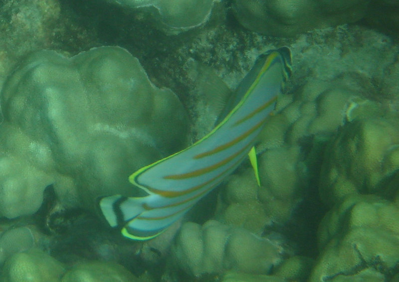 Mauna-Kea-Beach-Snorkeling-Kohala-Coast-Big-Island-Hawaii-095