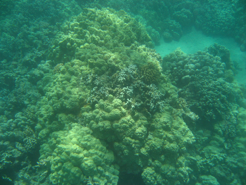 Mauna-Kea-Beach-Snorkeling-Kohala-Coast-Big-Island-Hawaii-096