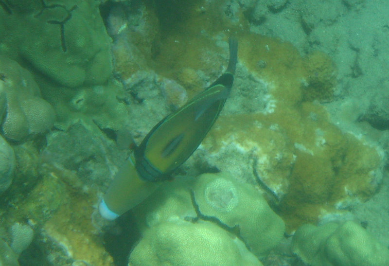 Mauna-Kea-Beach-Snorkeling-Kohala-Coast-Big-Island-Hawaii-097