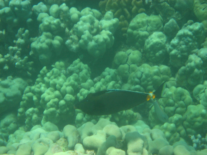 Mauna-Kea-Beach-Snorkeling-Kohala-Coast-Big-Island-Hawaii-098