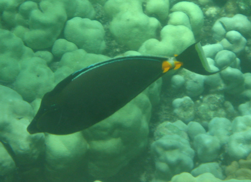 Mauna-Kea-Beach-Snorkeling-Kohala-Coast-Big-Island-Hawaii-099