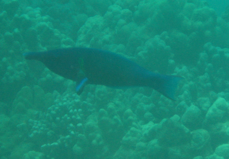 Mauna-Kea-Beach-Snorkeling-Kohala-Coast-Big-Island-Hawaii-100