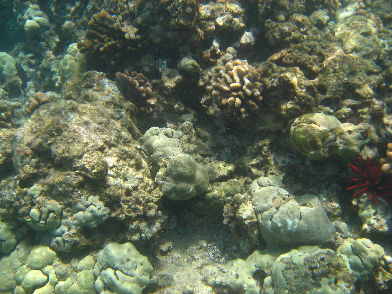 Mauna-Kea-Beach-Snorkeling-Kohala-Coast-Big-Island-Hawaii-107