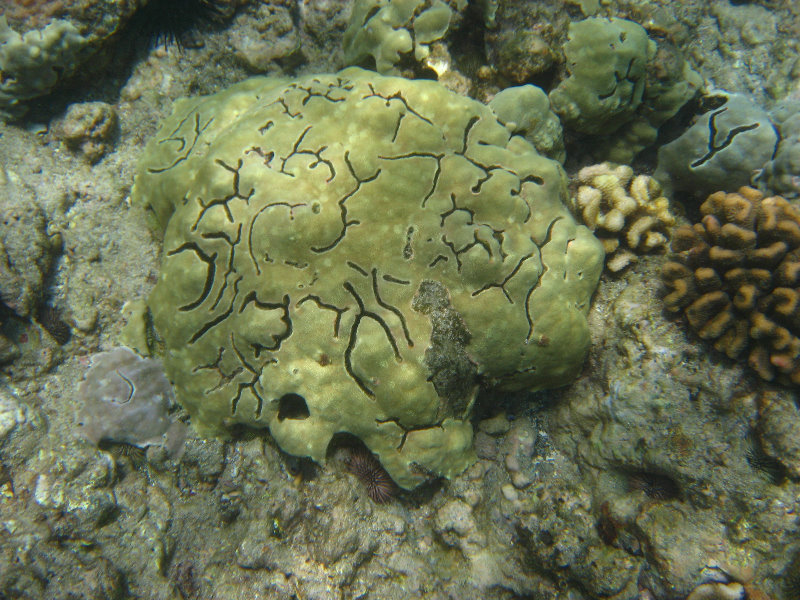 Mauna-Kea-Beach-Snorkeling-Kohala-Coast-Big-Island-Hawaii-109