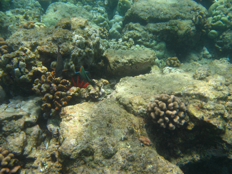 Mauna-Kea-Beach-Snorkeling-Kohala-Coast-Big-Island-Hawaii-110