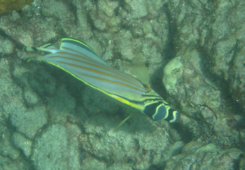 Mauna-Kea-Beach-Snorkeling-Kohala-Coast-Big-Island-Hawaii-114