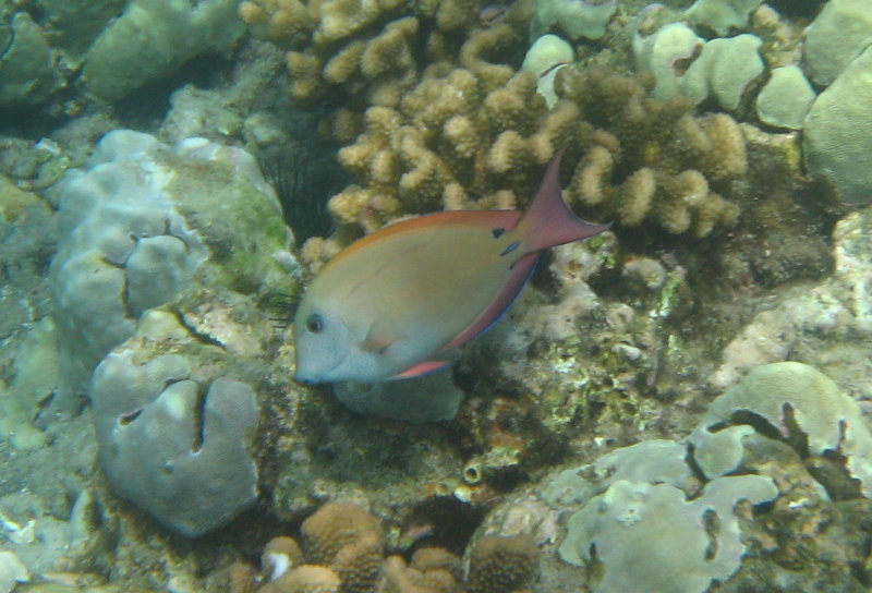 Mauna-Kea-Beach-Snorkeling-Kohala-Coast-Big-Island-Hawaii-115