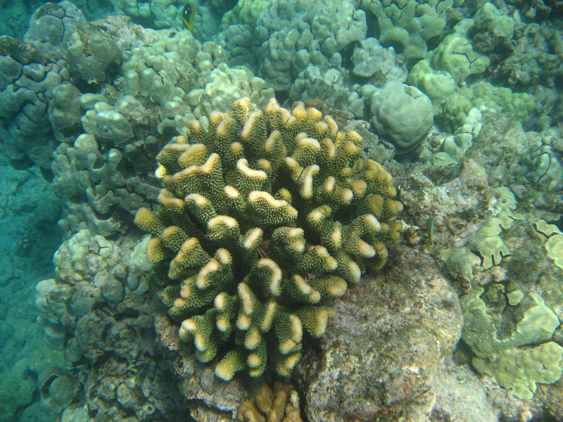 Mauna-Kea-Beach-Snorkeling-Kohala-Coast-Big-Island-Hawaii-117