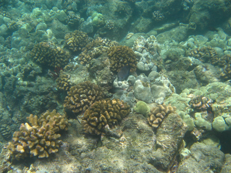 Mauna-Kea-Beach-Snorkeling-Kohala-Coast-Big-Island-Hawaii-118