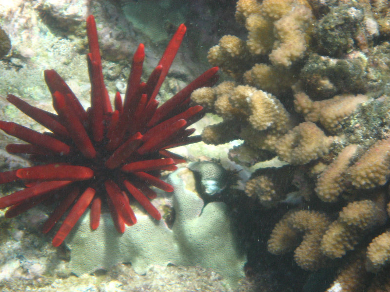 Mauna-Kea-Beach-Snorkeling-Kohala-Coast-Big-Island-Hawaii-119