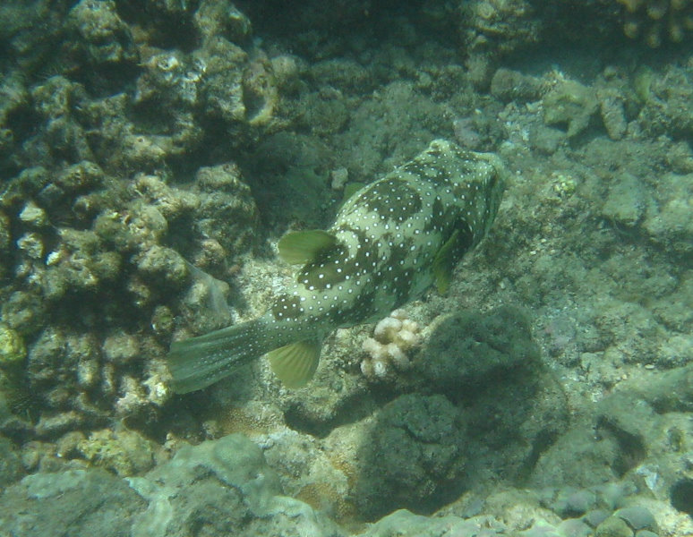 Mauna-Kea-Beach-Snorkeling-Kohala-Coast-Big-Island-Hawaii-120