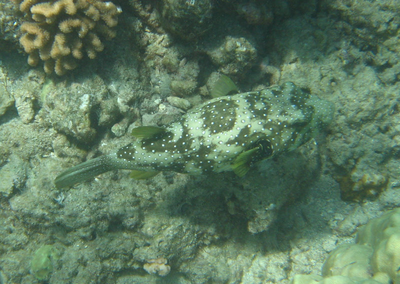 Mauna-Kea-Beach-Snorkeling-Kohala-Coast-Big-Island-Hawaii-121