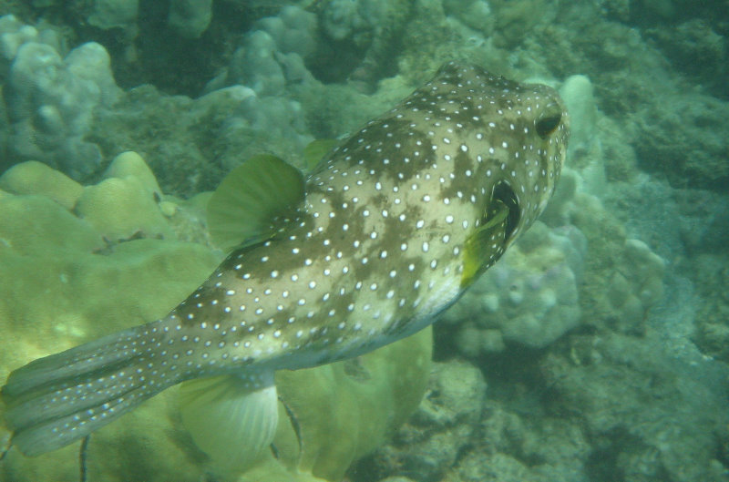 Mauna-Kea-Beach-Snorkeling-Kohala-Coast-Big-Island-Hawaii-122