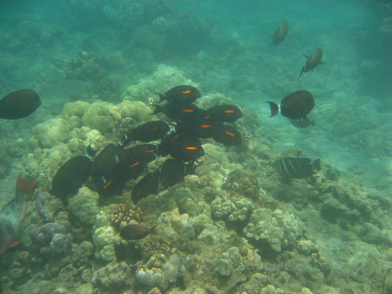 Mauna-Kea-Beach-Snorkeling-Kohala-Coast-Big-Island-Hawaii-124