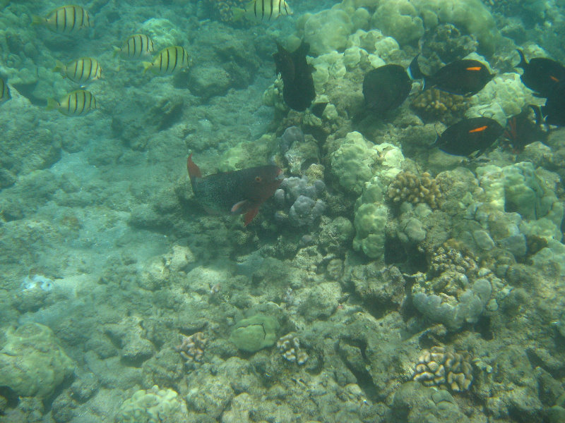 Mauna-Kea-Beach-Snorkeling-Kohala-Coast-Big-Island-Hawaii-125