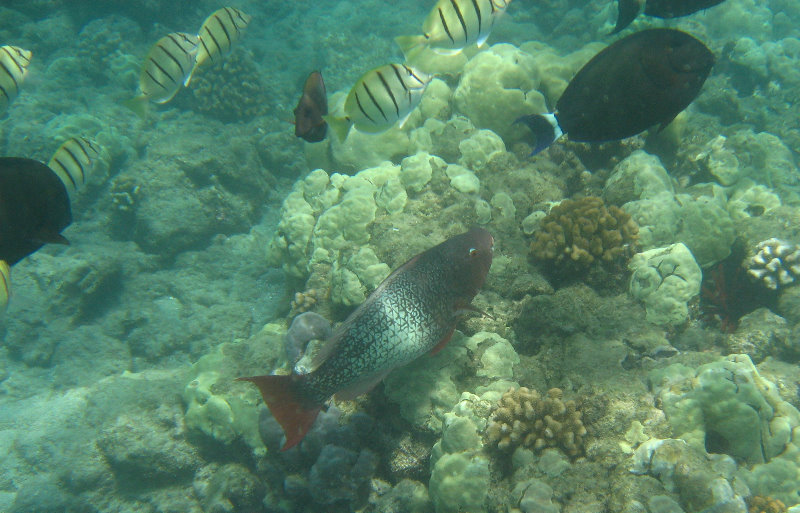 Mauna-Kea-Beach-Snorkeling-Kohala-Coast-Big-Island-Hawaii-126