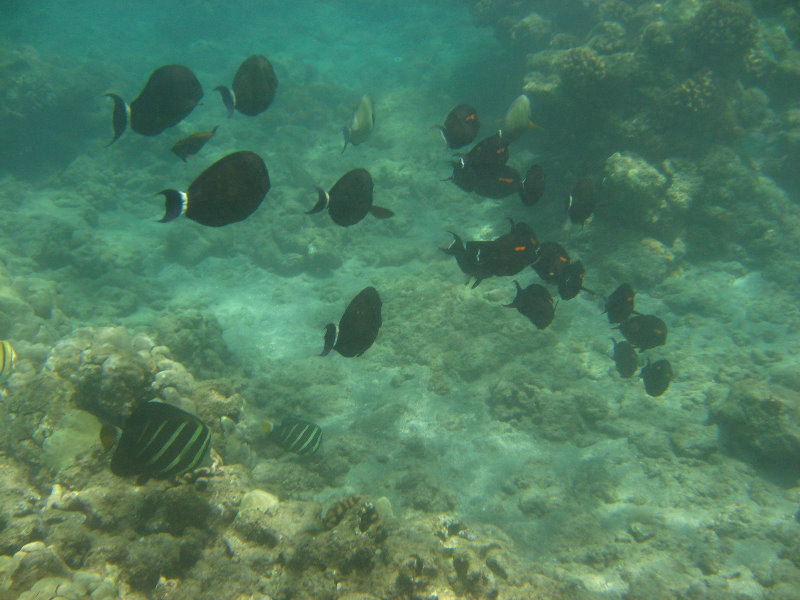 Mauna-Kea-Beach-Snorkeling-Kohala-Coast-Big-Island-Hawaii-127