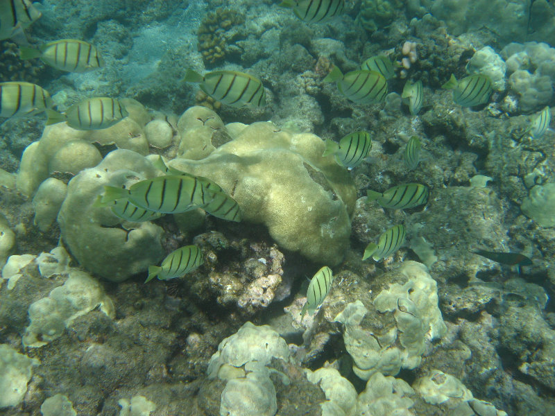 Mauna-Kea-Beach-Snorkeling-Kohala-Coast-Big-Island-Hawaii-128
