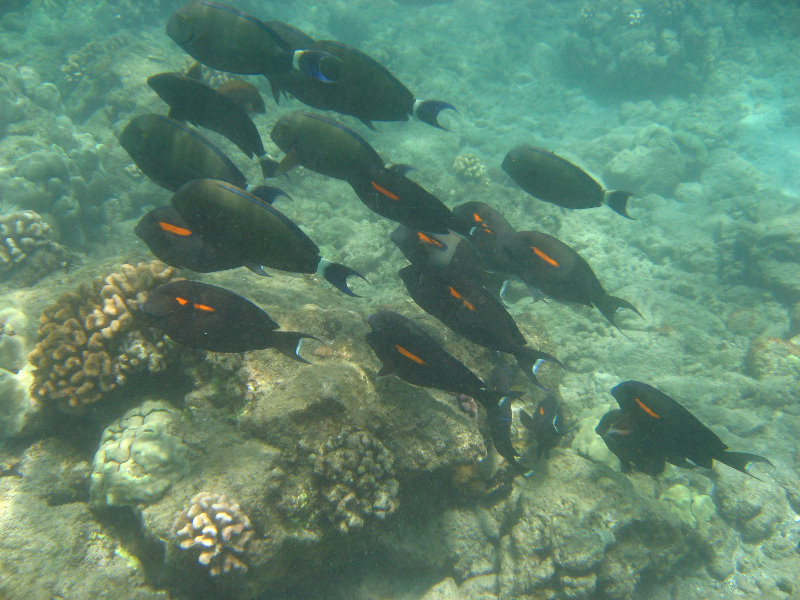 Mauna-Kea-Beach-Snorkeling-Kohala-Coast-Big-Island-Hawaii-129