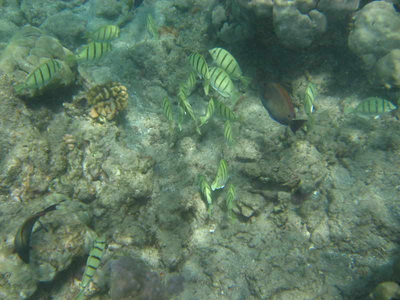 Mauna-Kea-Beach-Snorkeling-Kohala-Coast-Big-Island-Hawaii-131