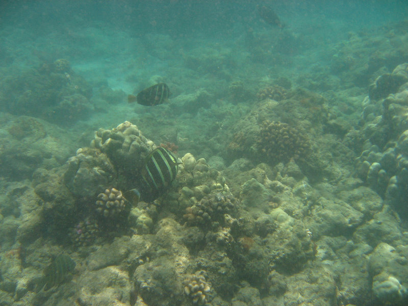 Mauna-Kea-Beach-Snorkeling-Kohala-Coast-Big-Island-Hawaii-132