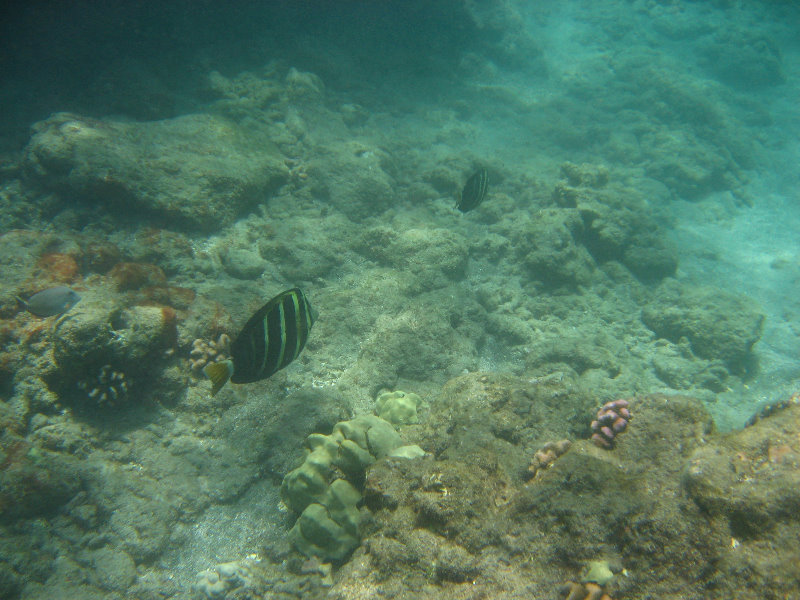 Mauna-Kea-Beach-Snorkeling-Kohala-Coast-Big-Island-Hawaii-133