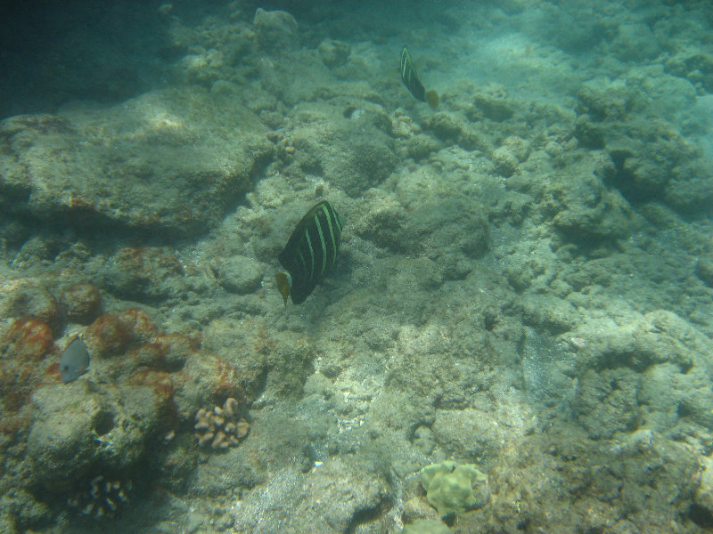 Mauna-Kea-Beach-Snorkeling-Kohala-Coast-Big-Island-Hawaii-134