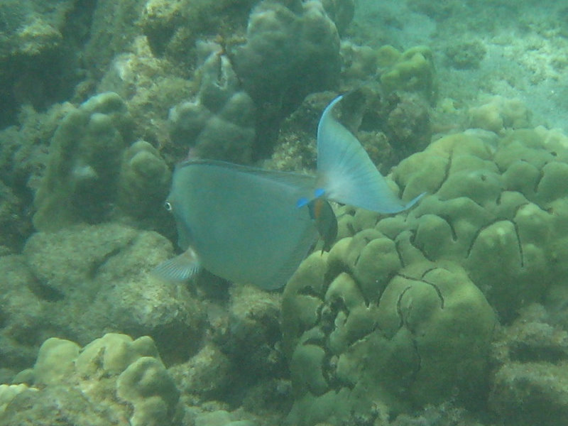 Mauna-Kea-Beach-Snorkeling-Kohala-Coast-Big-Island-Hawaii-135