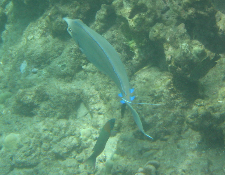 Mauna-Kea-Beach-Snorkeling-Kohala-Coast-Big-Island-Hawaii-136