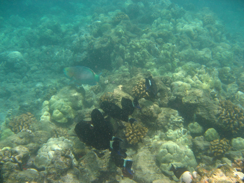 Mauna-Kea-Beach-Snorkeling-Kohala-Coast-Big-Island-Hawaii-140