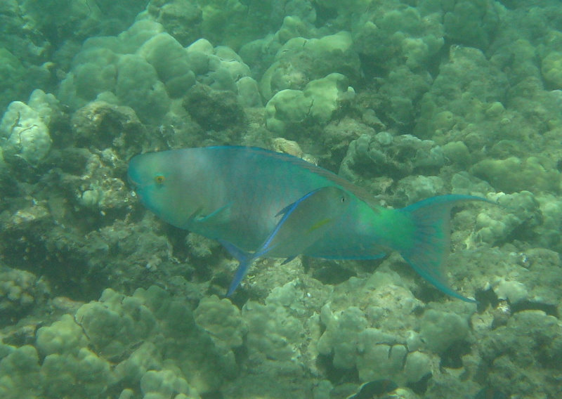 Mauna-Kea-Beach-Snorkeling-Kohala-Coast-Big-Island-Hawaii-141