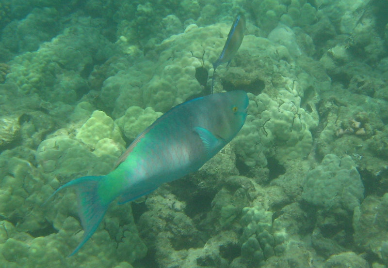 Mauna-Kea-Beach-Snorkeling-Kohala-Coast-Big-Island-Hawaii-142