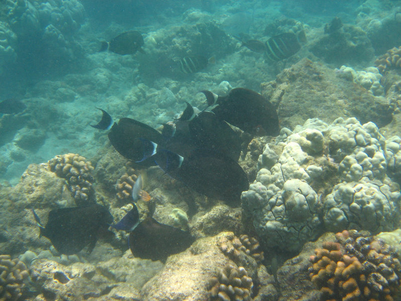 Mauna-Kea-Beach-Snorkeling-Kohala-Coast-Big-Island-Hawaii-143