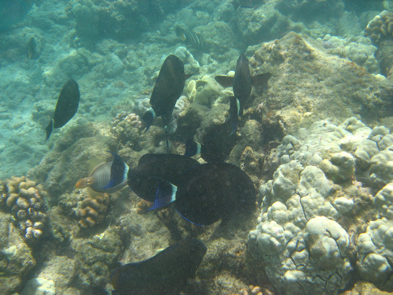 Mauna-Kea-Beach-Snorkeling-Kohala-Coast-Big-Island-Hawaii-144