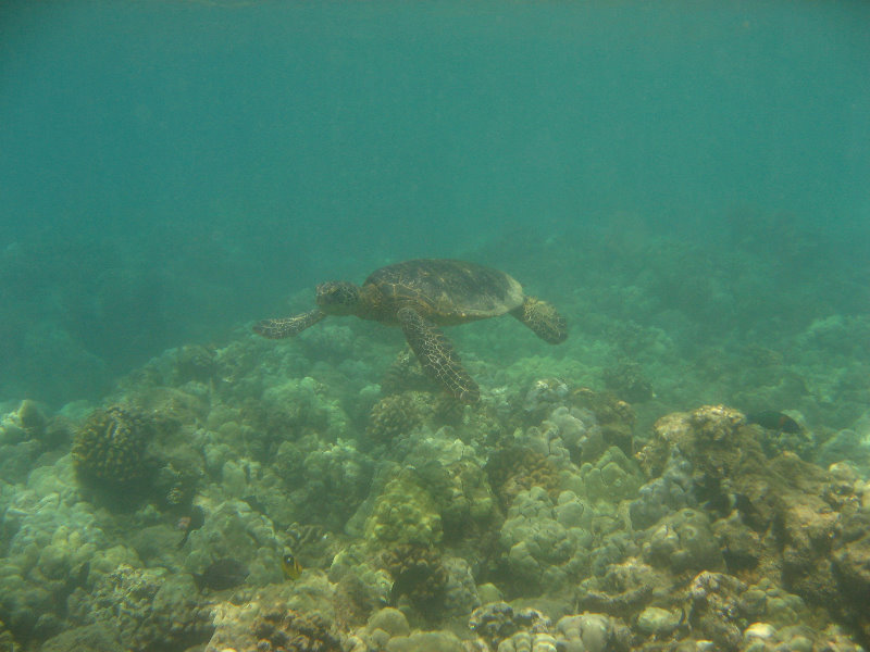 Mauna-Kea-Beach-Snorkeling-Kohala-Coast-Big-Island-Hawaii-145