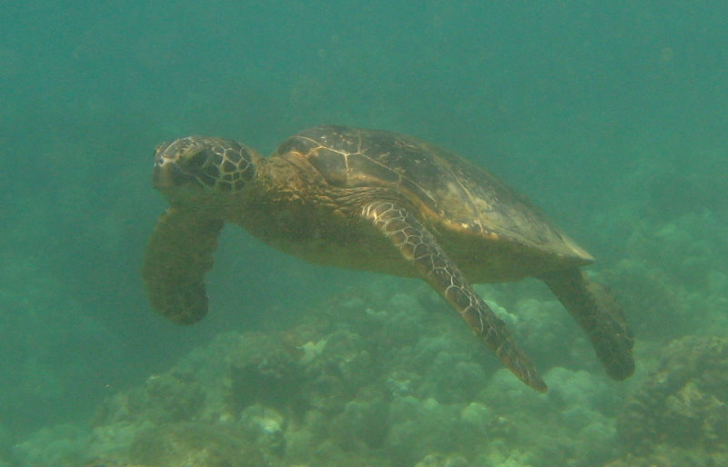 Mauna-Kea-Beach-Snorkeling-Kohala-Coast-Big-Island-Hawaii-146