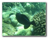 Mauna-Kea-Beach-Snorkeling-Kohala-Coast-Big-Island-Hawaii-026