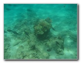 Mauna-Kea-Beach-Snorkeling-Kohala-Coast-Big-Island-Hawaii-032